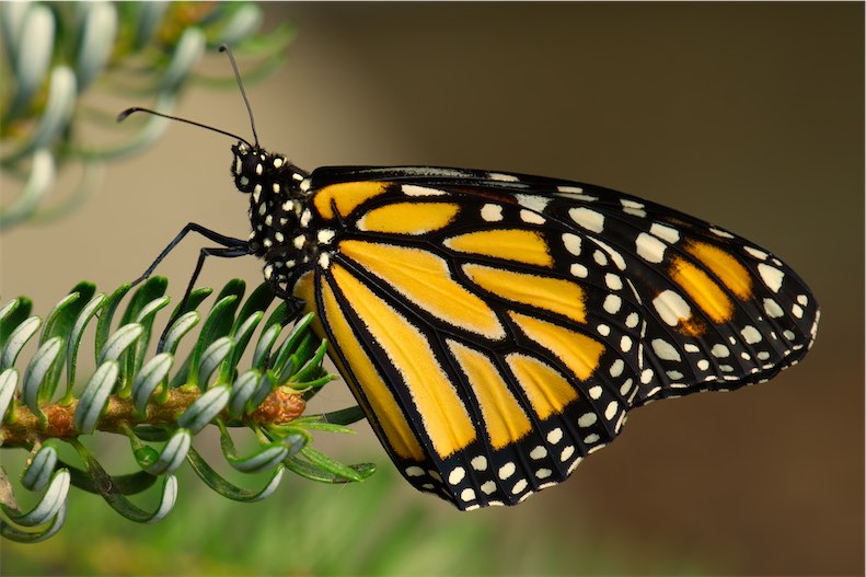 Monarch 0718